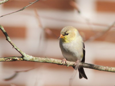 Chardonneret jaune