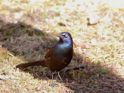 Quiscale bronz