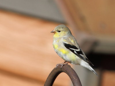 Chardonneret jaune