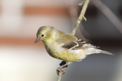 Chardonneret jaune