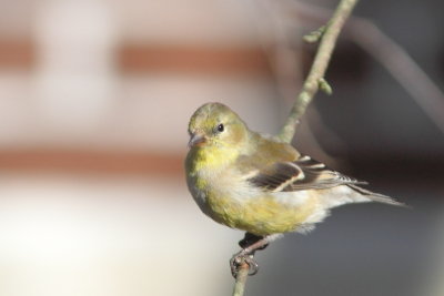 Chardonneret jaune