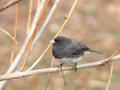 Junco ardois