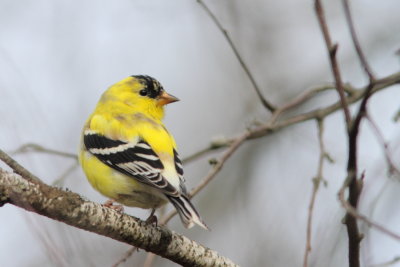 Chardonneret jaune