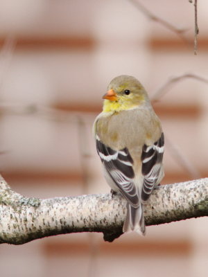 Chardonneret jaune