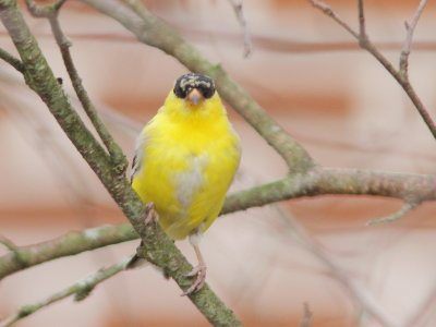 Chardonneret jaune