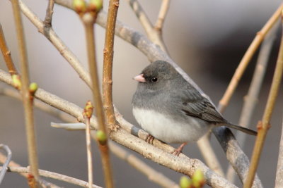 Junco ardois