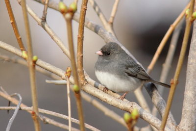 Junco ardois
