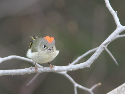 Roitelet  couronne rubis