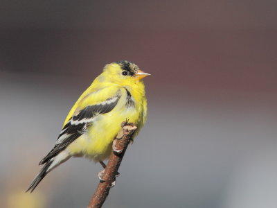 Chardonneret jaune