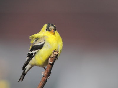 chardonneret jaune
