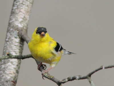 Chardonneret jaune