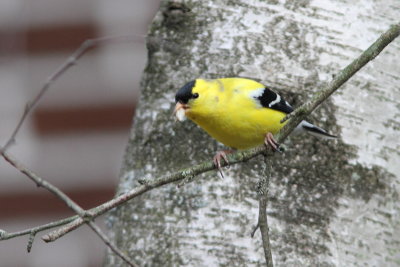 Chardonneret jaune