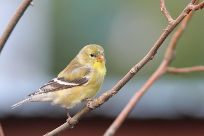 Chardonneret jaune