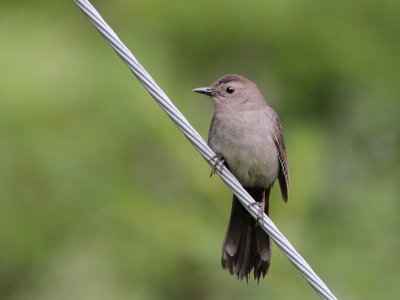 Oiseaux Juillet-août 2020