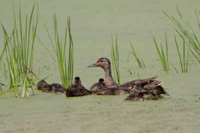 Canard colvert