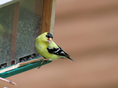 Chardonneret jaune
