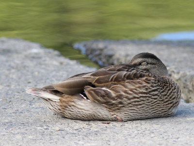 Canard colvert