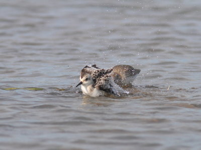 Bcasseau sanderling