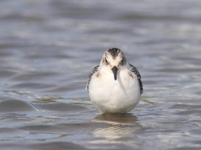 Bcasseau sanderling