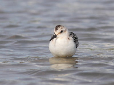 Bcasseau sanderling