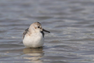 Bcasseau sanderling