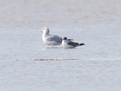 Mouette de Franklin