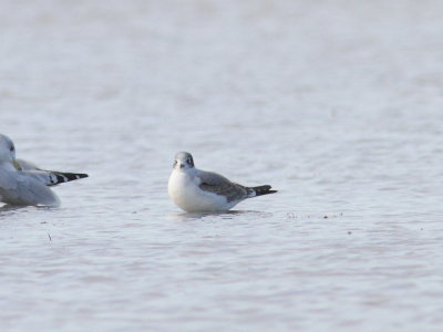 Mouette de Franklin