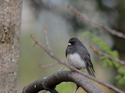 Junco ardois