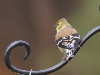 Chardonneret jaune