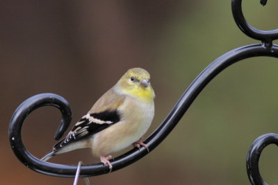 Chardonneret jaune