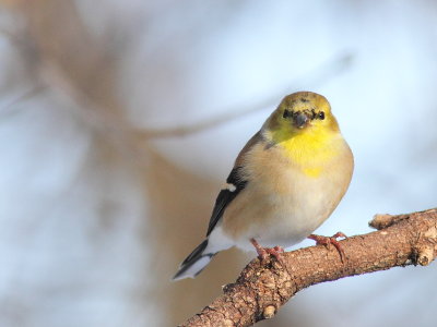 Chardonneret jaune