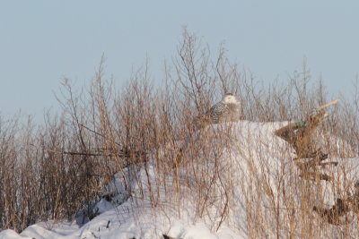 Harfang des neiges