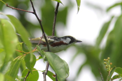 Paruline  flanc marron