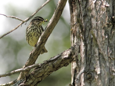 Paruline des ruisseaux