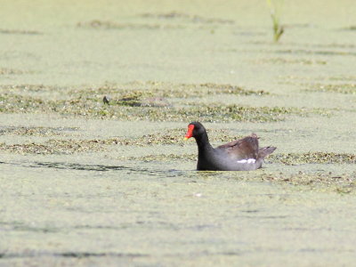 Gallinule d'Amrique