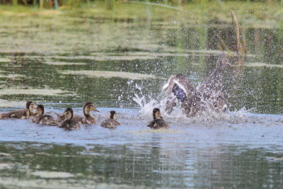 Canard colvert