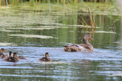 Canard colvert