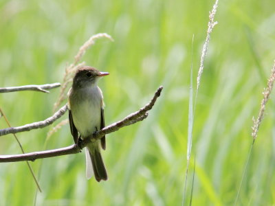 Empidonax sp.