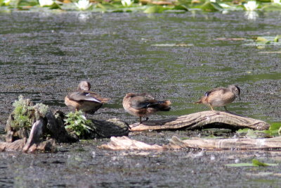 Canard branchu