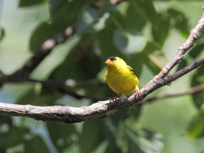 Chardonneret jaune