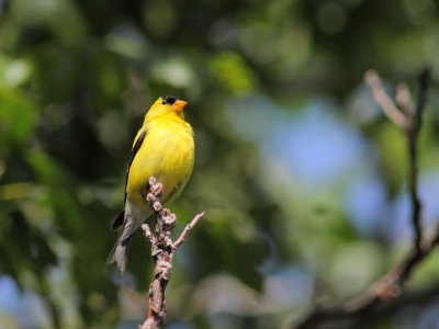 Chardonneret jaune