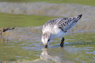 Bcasseau sanderling