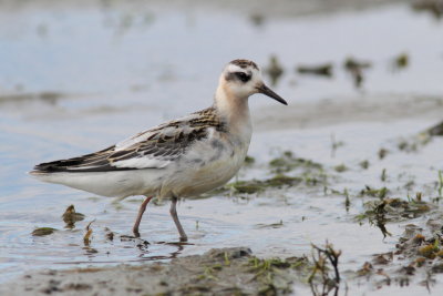 Phalarope  bec large