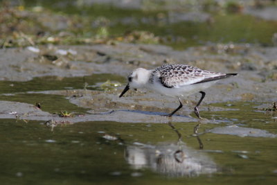 Bcasseau sanderling