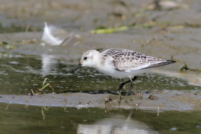 Bcasseau sanderling