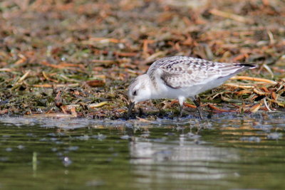 Bcasseau sanderling