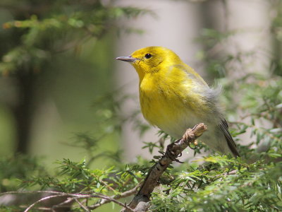 Paruline des pins