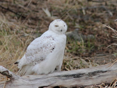 Harfang des neiges