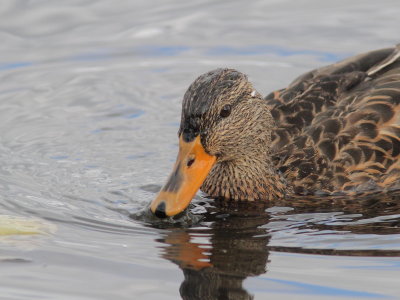 Canard colvert