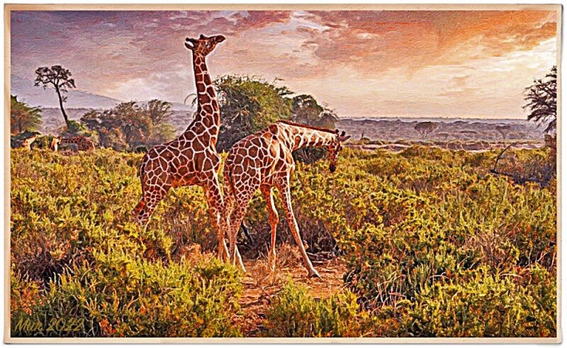 My Favorites -- Giraffes